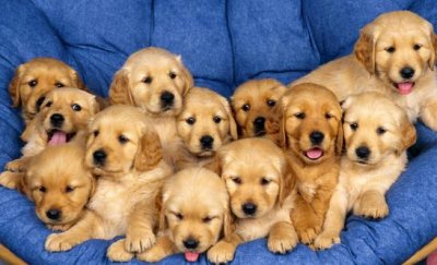 ​老年人养狗指南