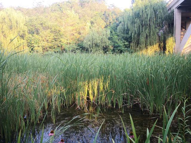 仙谷市旅游攻略(游西部长青柳仙谷)(11)