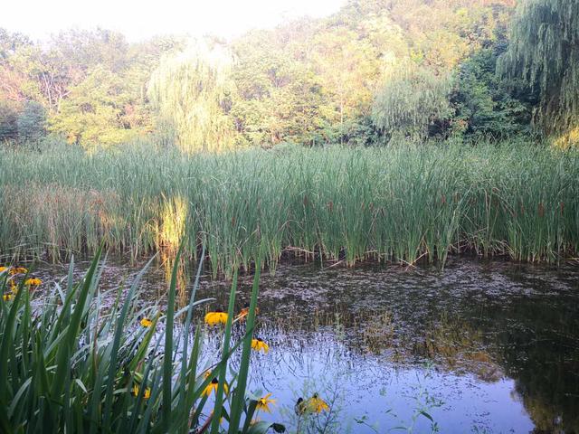 仙谷市旅游攻略(游西部长青柳仙谷)(10)