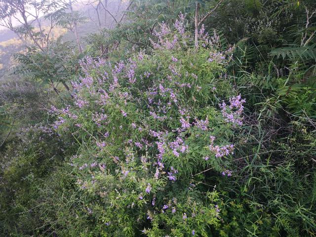 仙谷市旅游攻略(游西部长青柳仙谷)(33)