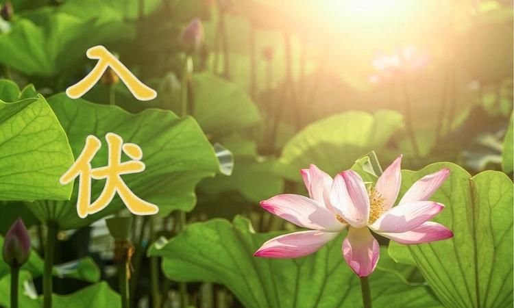 三伏天最热的时候是几伏天