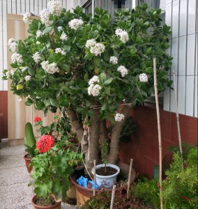 ​玉树修剪，3个重点，越剪越丰满，长成百年老树，全靠这一剪