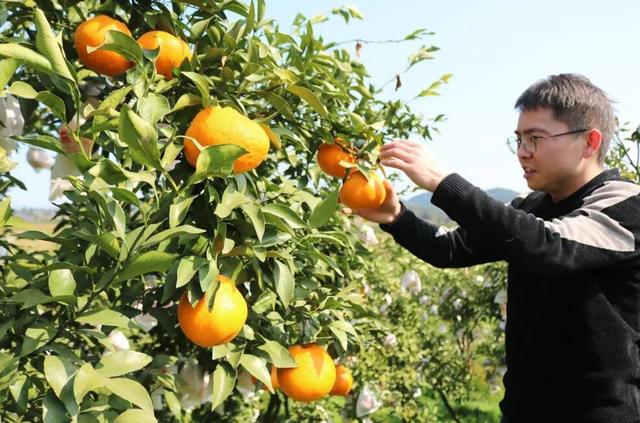 全四川最好吃的耙耙柑(每一口都清甜爆汁)(11)