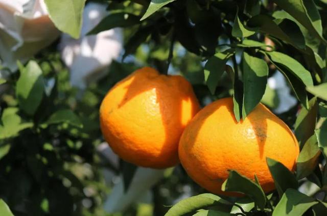 全四川最好吃的耙耙柑(每一口都清甜爆汁)(10)