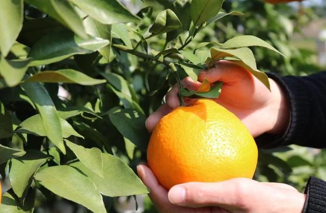 全四川最好吃的耙耙柑(每一口都清甜爆汁)(5)