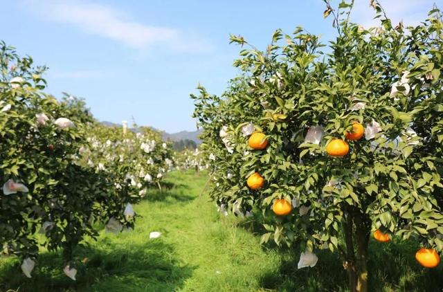 全四川最好吃的耙耙柑(每一口都清甜爆汁)(4)