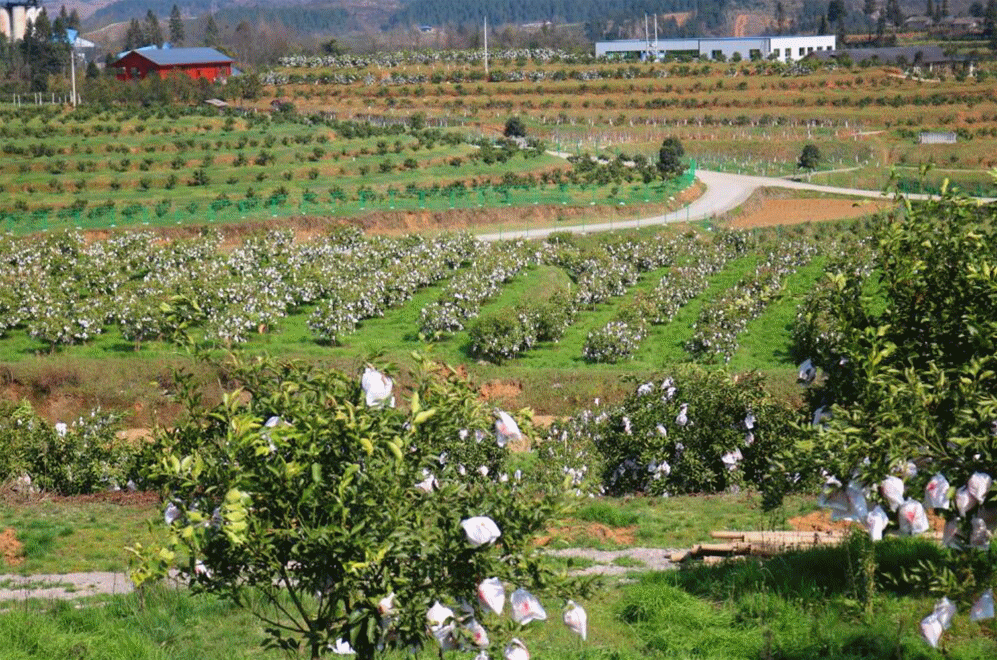 全四川最好吃的耙耙柑(每一口都清甜爆汁)(9)