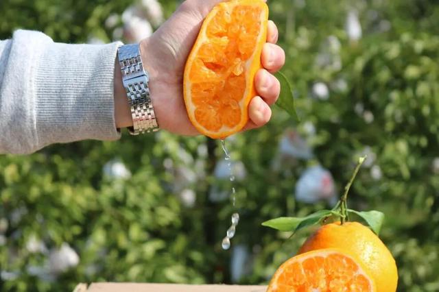 全四川最好吃的耙耙柑(每一口都清甜爆汁)(12)