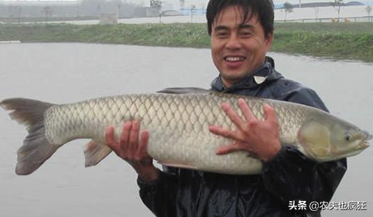 四大家鱼指的是哪几种鱼(民间的四大家鱼)(3)