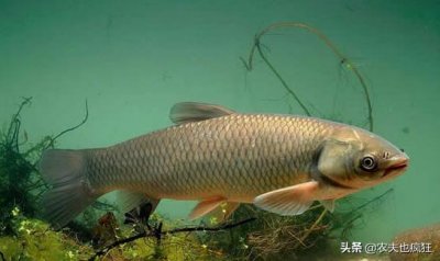 ​四大家鱼指的是哪几种鱼（民间的四大家鱼）