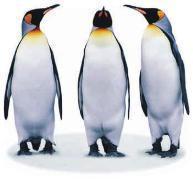 南极洲，是地球上最后一个被发现、而且唯一没有土著人居住的大洲