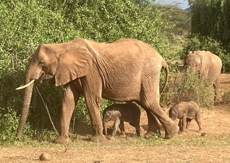 肯尼亚桑布鲁国家保护区雌象成功产下一对龙凤胎 诞下双胞胎的机会只有1%
