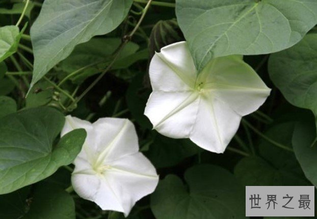 夜晚最美的花朵,颜色也如月光般淡雅