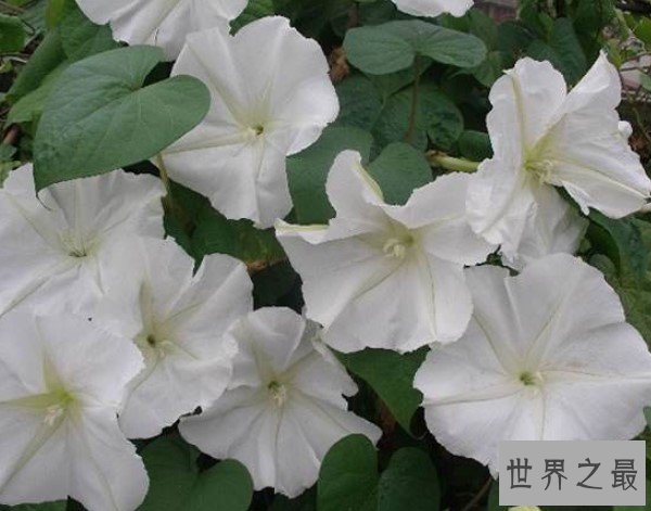 夜晚最美的花朵,颜色也如月光般淡雅