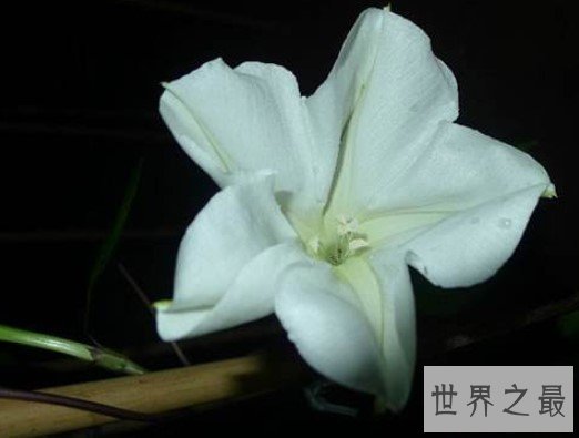 夜晚最美的花朵,颜色也如月光般淡雅