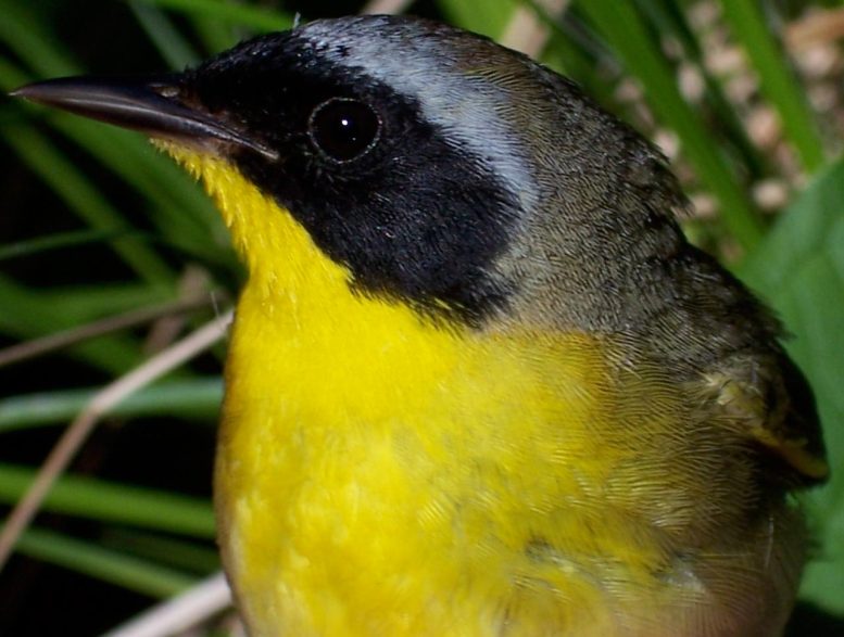 雌性黄喉地莺的美丽并不仅仅是“肤浅的”