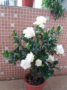 ​栀子花发黄掉花苞，有2个“原因”，及时改善，叶油绿花爆满