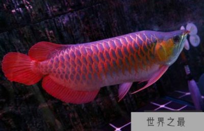 ​红龙鱼品种排行，红龙鱼的品种与区别