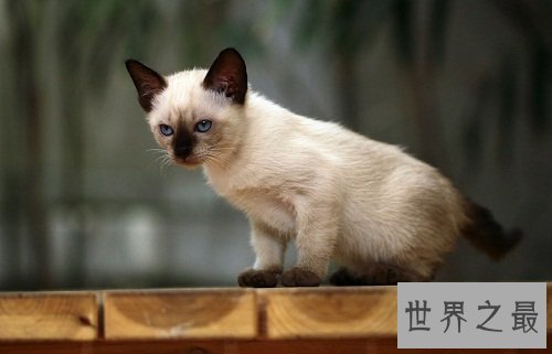 暹罗猫,世界上最高贵的猫中王子!