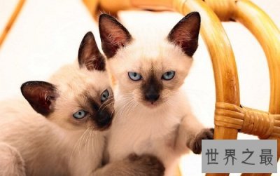 ​暹罗猫，世界上最高贵的猫中王子！