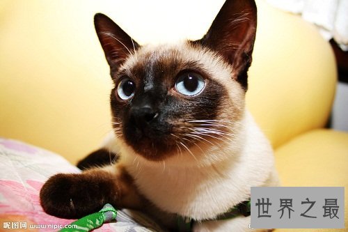暹罗猫,世界上最高贵的猫中王子!