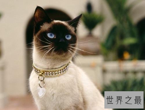 暹罗猫,世界上最高贵的猫中王子!