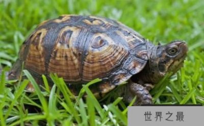 ​乌龟的寿命一般多长，乌龟长寿的秘诀(特殊的呼吸方式)