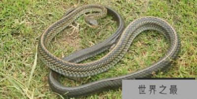 ​最温顺的蛇排名，可以徒手玩的游蛇