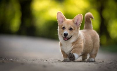 ​火化宠物需要多少钱（宠物店火化需要多少费用）