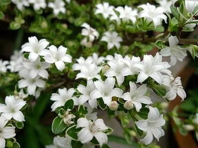 碱性肥料都有哪些(常见的碱性肥料)