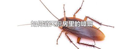 ​怎样消灭厨房里的蟑螂 厨房的蟑螂怎么消灭