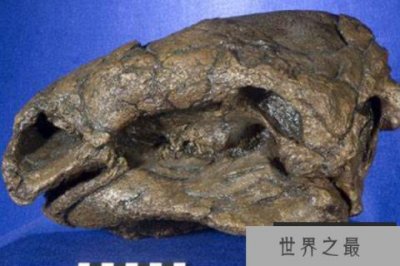 ​胄甲龙：北美大型甲龙之一，鳞甲与骨板护身(尾巴长2米)