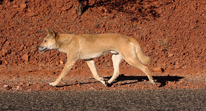 丁格犬(澳洲野犬)在20世纪下半叶被使用毒剂1080后体型变得更大