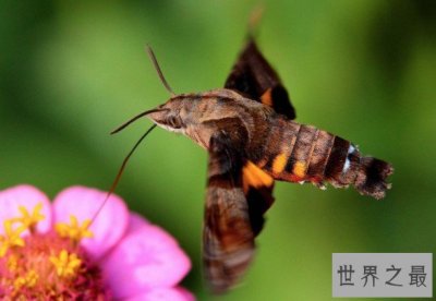 ​最奇葩的飞蛾，飞蛾中的四不像