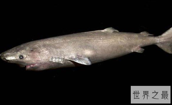 最长寿的脊椎动物格陵兰鲨鱼,156岁后才开始找配偶