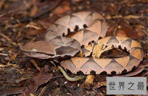 最毒的蛇是什么品种 世界上最毒的眼镜蛇是什么