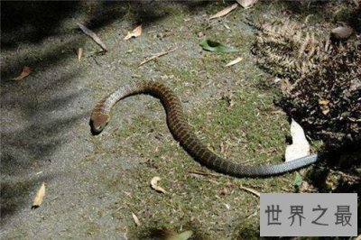 ​最毒的蛇是什么品种 世界上最毒的眼镜蛇是什么