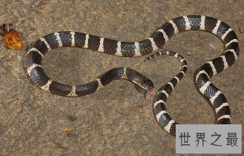 最毒的蛇是什么品种 世界上最毒的眼镜蛇是什么