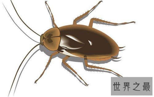 蟑螂的天敌有哪些 蟑螂带给人们多种病原体