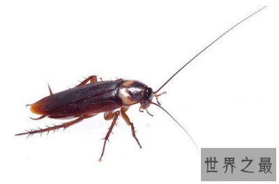 ​蟑螂的天敌有哪些 蟑螂带给人们多种病原体