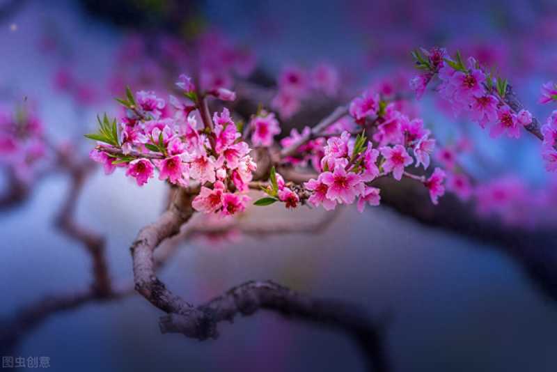 每年桃花开的时候我就会想起一个人