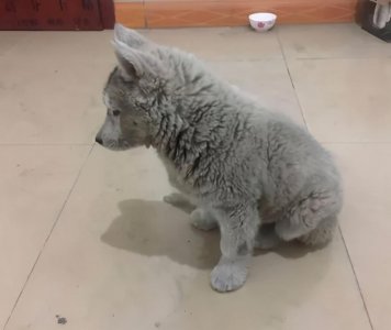 ​老爸花500就买到了鸳鸯眼哈士奇，结果网友看到瞬间笑疯