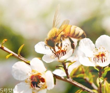 麦卢卡蜂蜜怎么吃?具有药用价值的蜂蜜 麦卢卡蜂蜜怎么吃?具有药用价值的蜂蜜