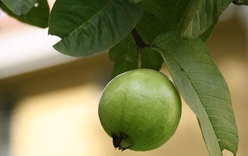 芭乐怎么催熟,芭乐太生了怎么催熟图4