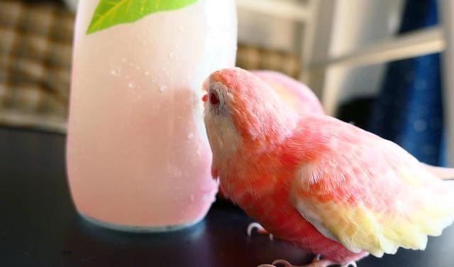 网友粉色秋草鹦鹉太美了,超像水蜜桃好想咬一口,好想拥有一只