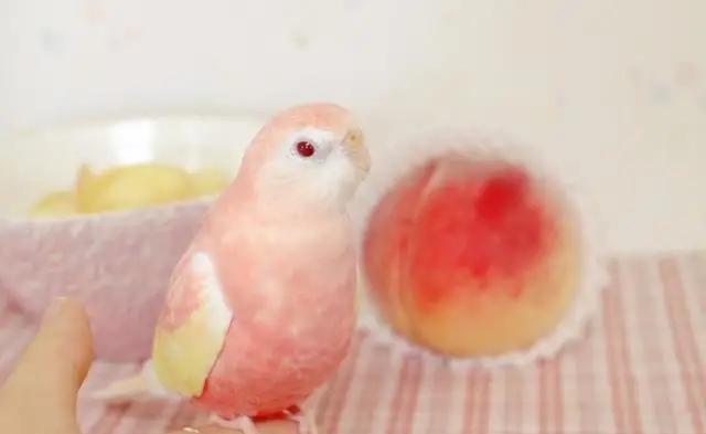 网友粉色秋草鹦鹉太美了,超像水蜜桃好想咬一口,好想拥有一只