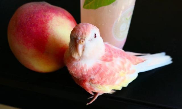 网友粉色秋草鹦鹉太美了,超像水蜜桃好想咬一口,好想拥有一只