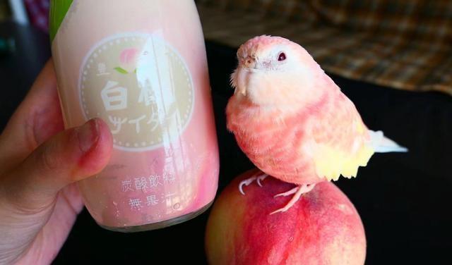 网友粉色秋草鹦鹉太美了,超像水蜜桃好想咬一口,好想拥有一只