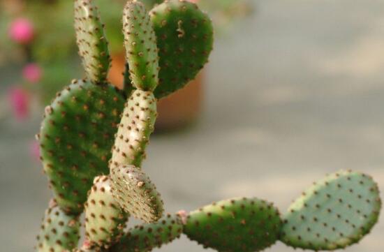 仙人掌开花是什么兆头寓意(解读仙人掌开花代表的含义)