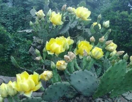 仙人掌开花是什么兆头寓意(解读仙人掌开花代表的含义)